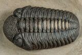 Very Nice Morocops Trilobite - Foum Zguid, Morocco #261845-1